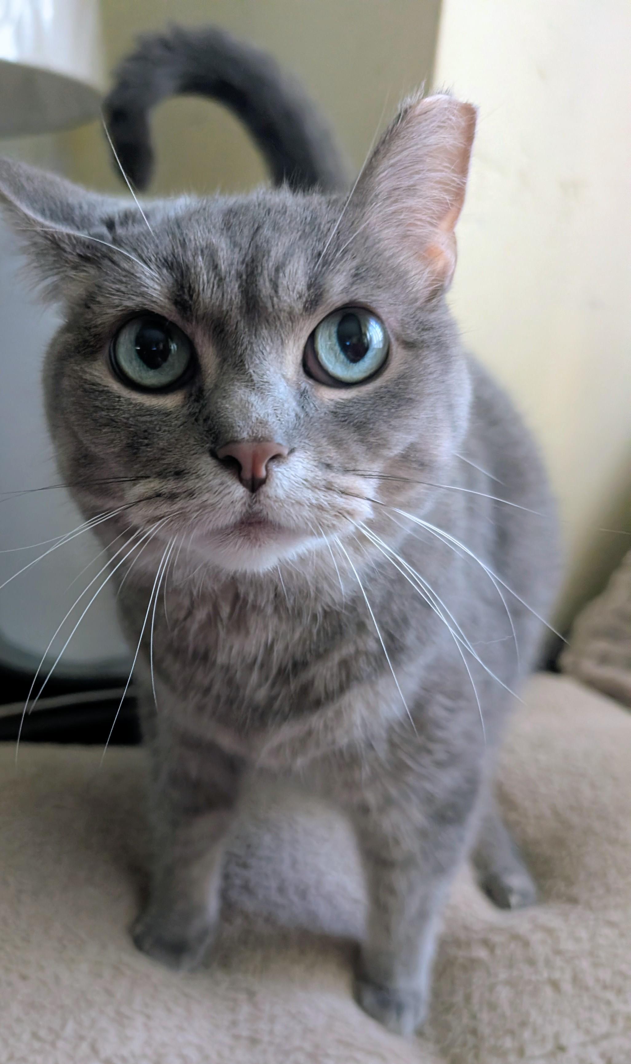 Tink, ADOPTABLE, Adult Female Russian Blue.