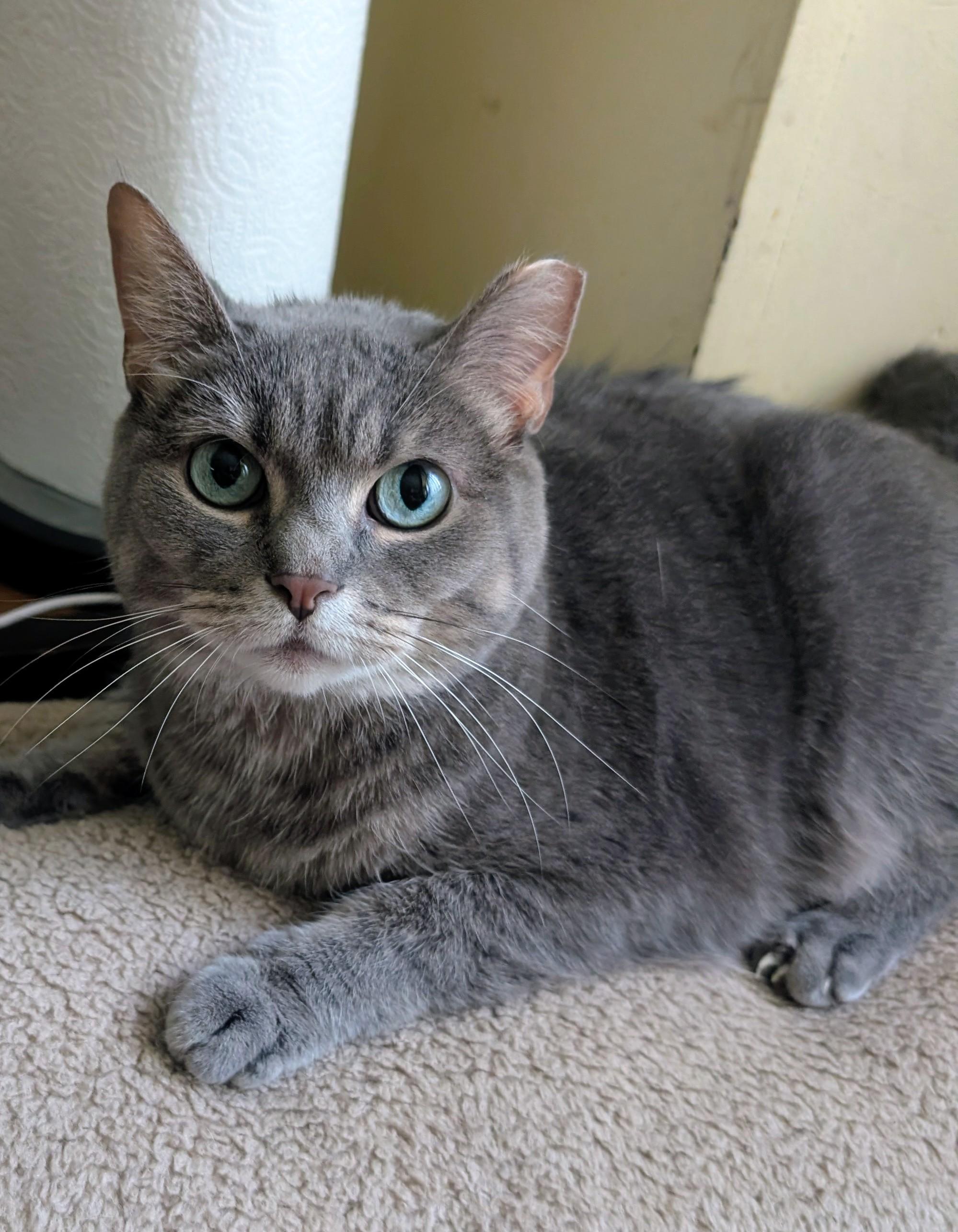 Enlarge Tink, a ADOPTABLE mixed breed in Homer Glen, IL image 2/3