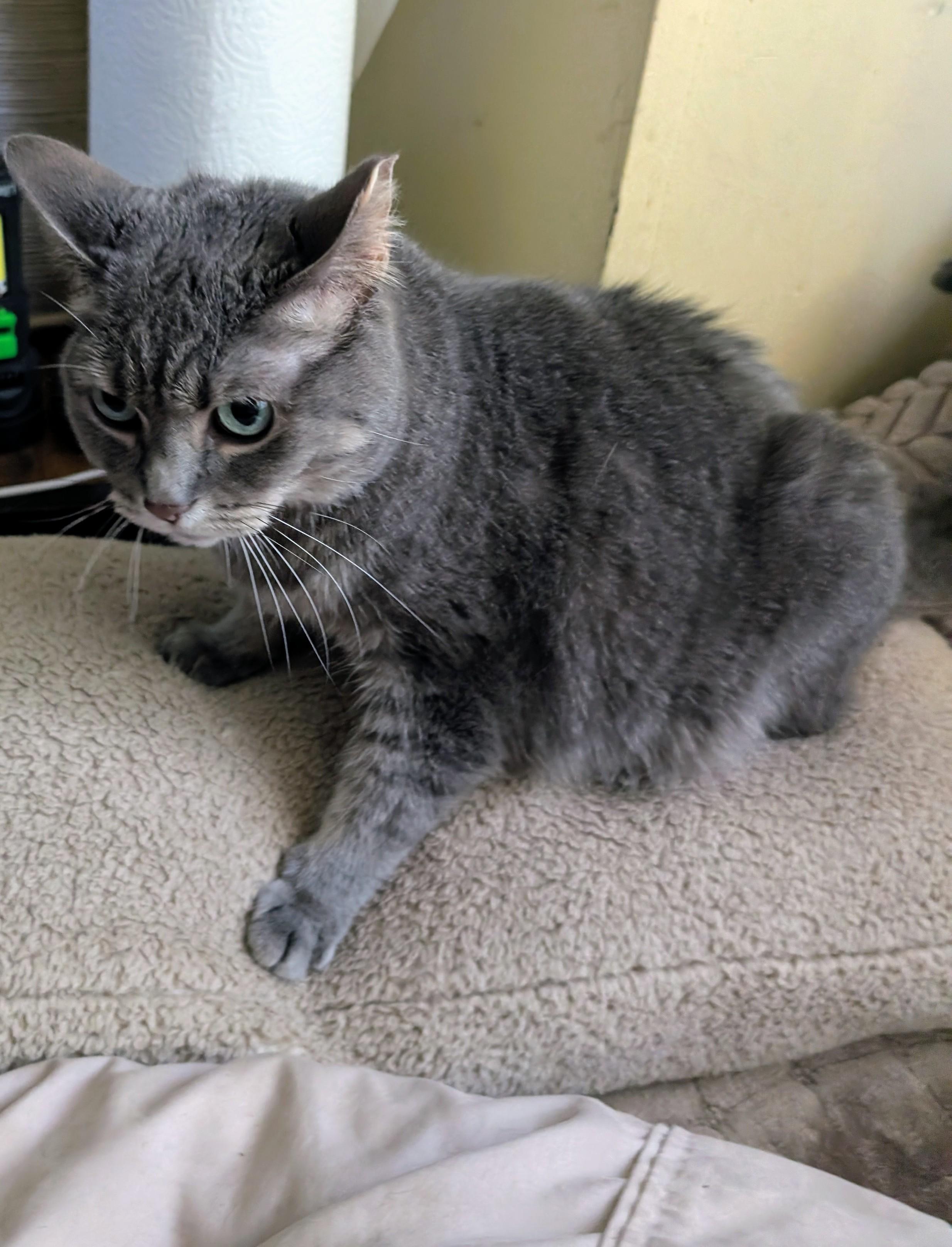 Enlarge Tink, a ADOPTABLE mixed breed in Homer Glen, IL image 3/3