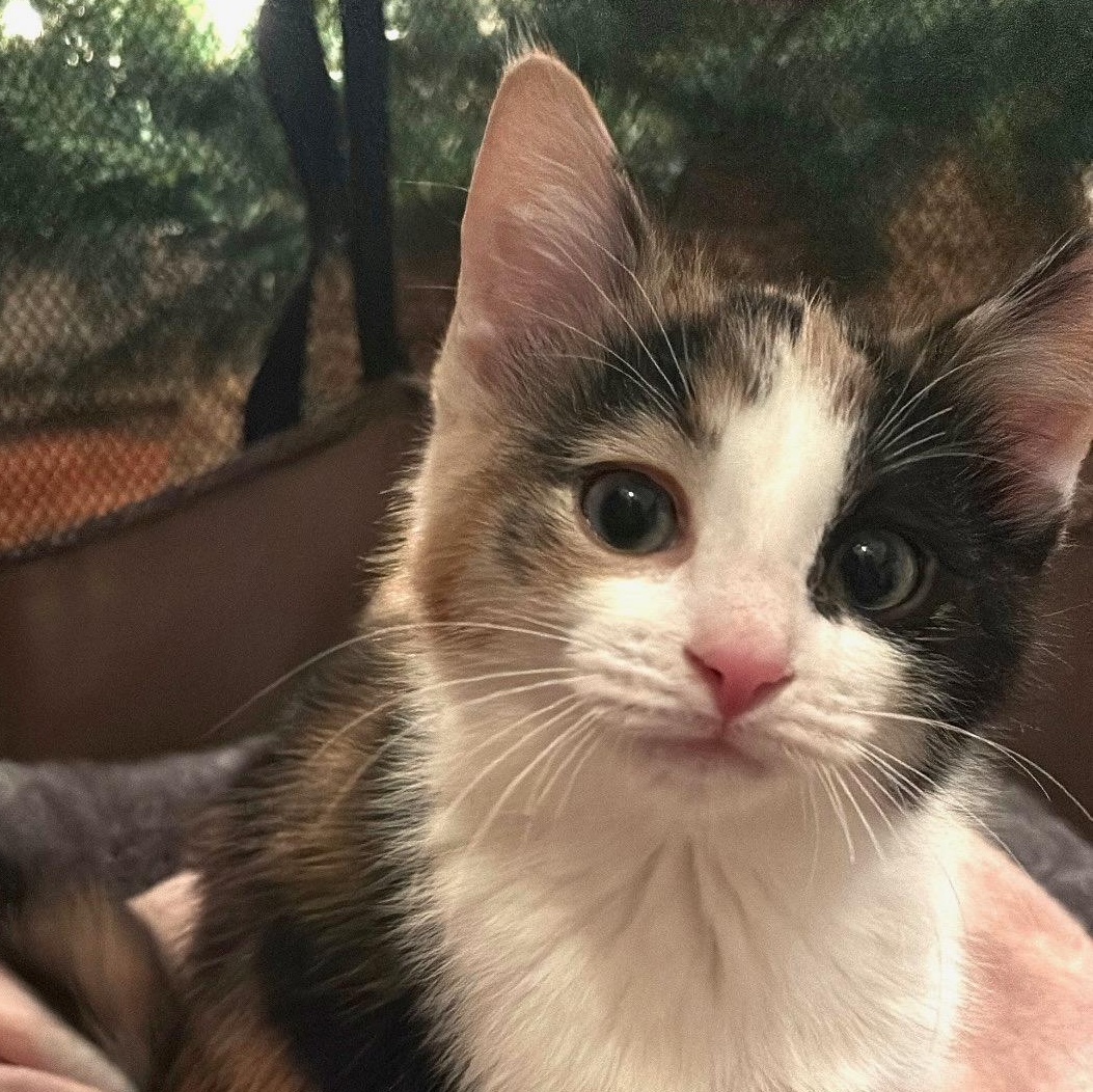 MOSAIC, Adoptable, Kitten Female Domestic Short Hair.