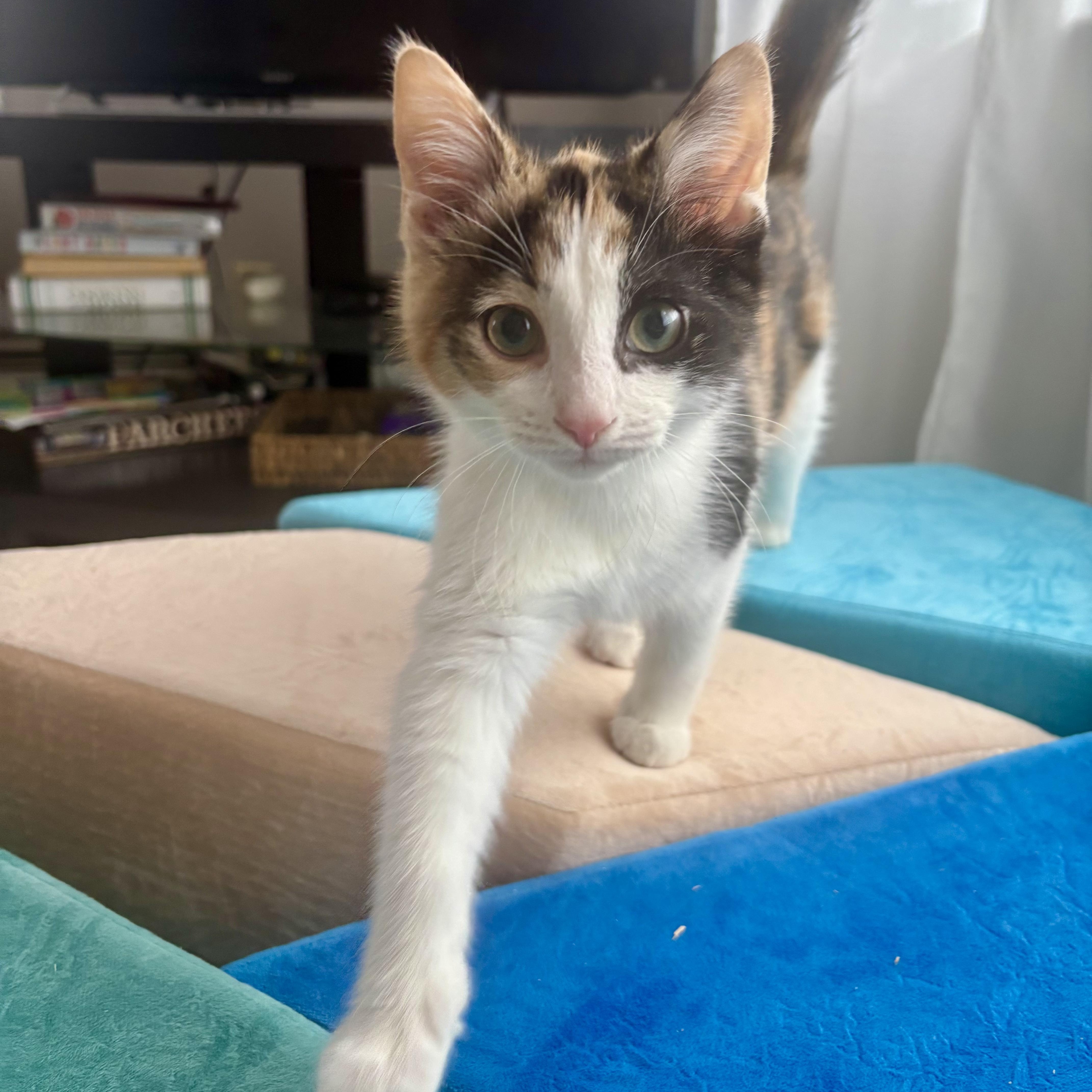 Enlarge MOSAIC, a Adoptable Domestic Short Hair in East Greenwich, RI image 3/4