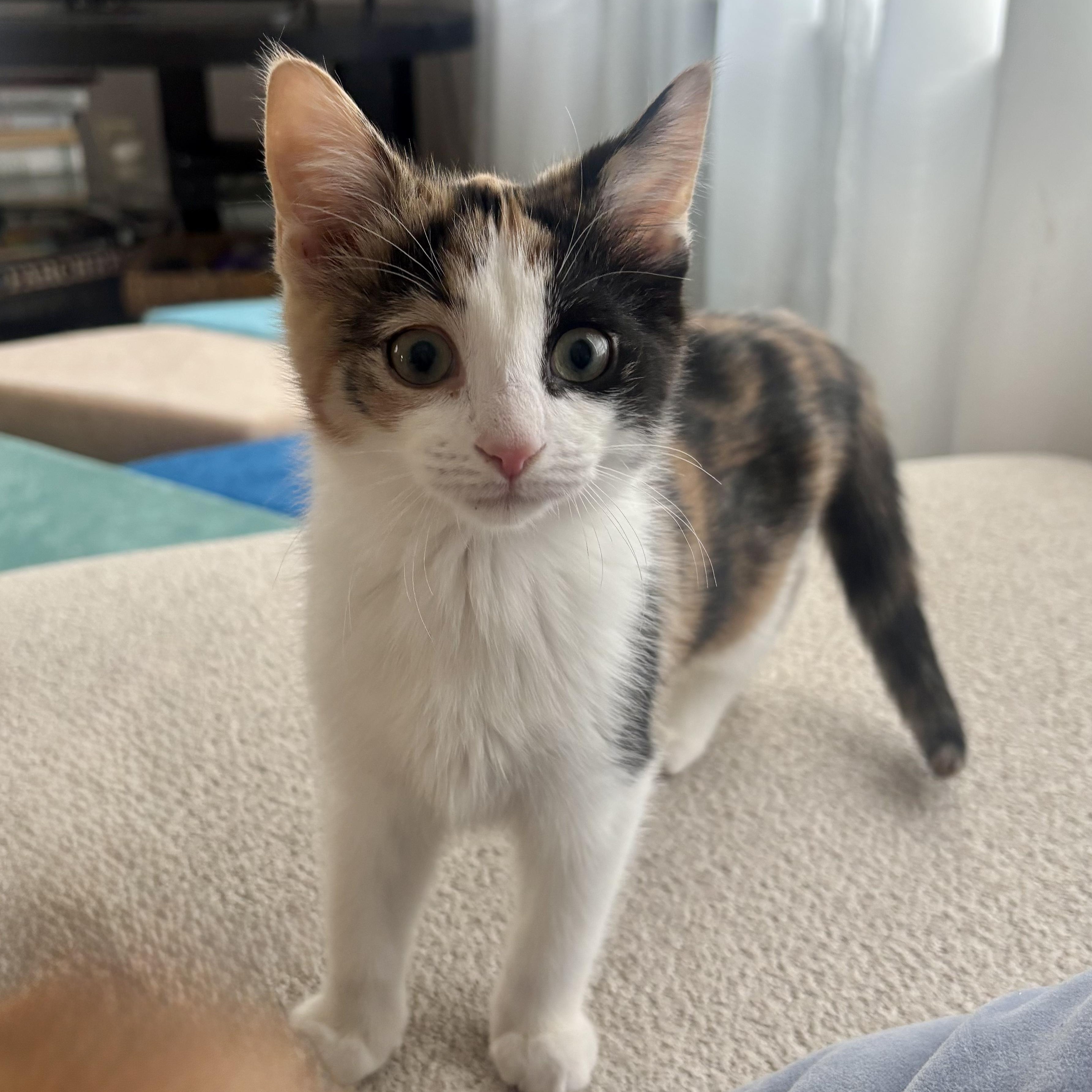 Enlarge MOSAIC, a Adoptable Domestic Short Hair in East Greenwich, RI image 4/4