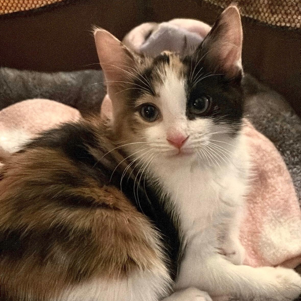 Enlarge MOSAIC, a Adoptable Domestic Short Hair in East Greenwich, RI image 2/4