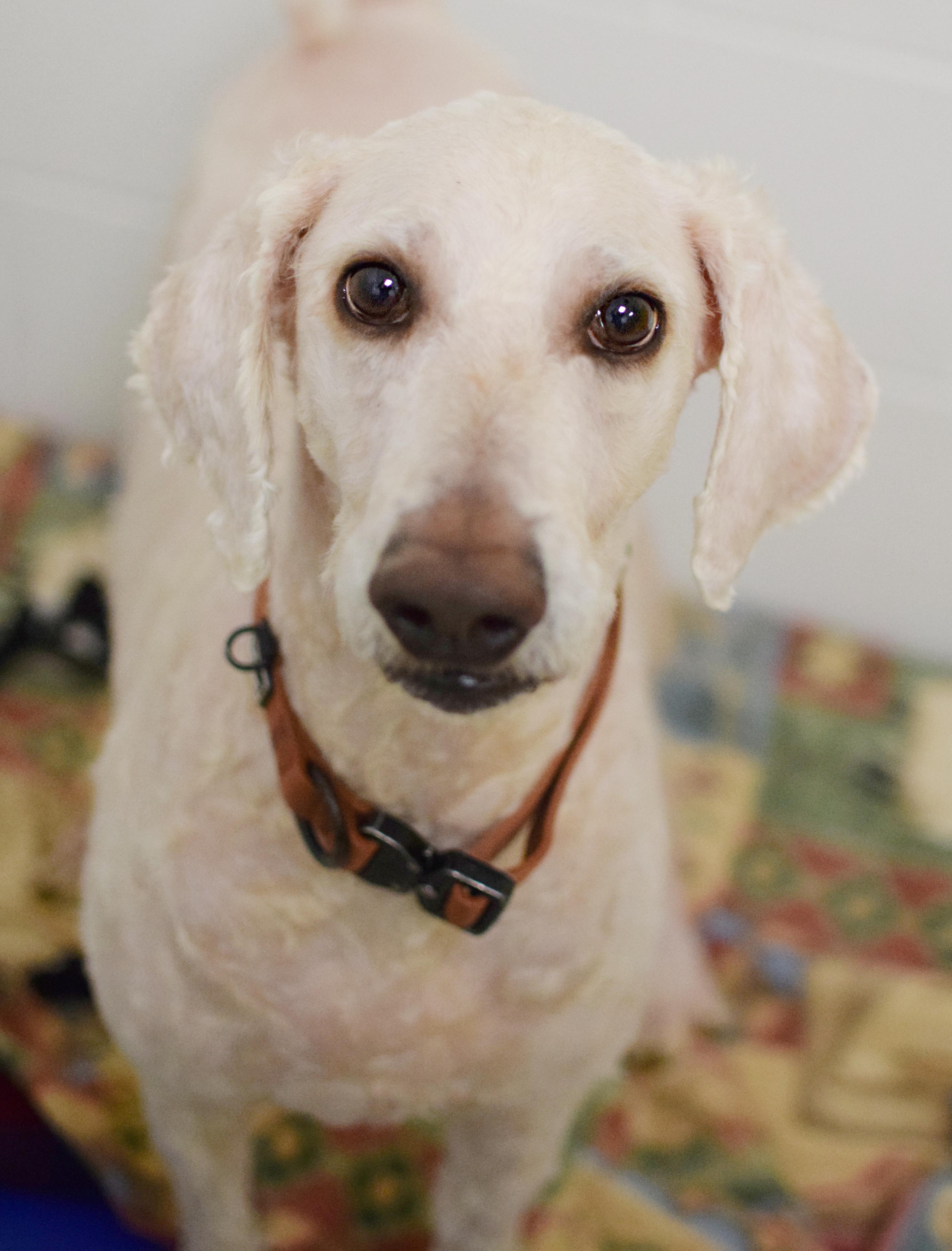 Zoya, Adoptable, Adult Female Labrador Retriever & Standard Poodle.