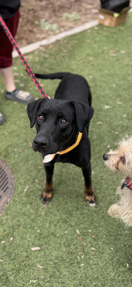 Athena, Adoptable, Adult Female Labrador Retriever.