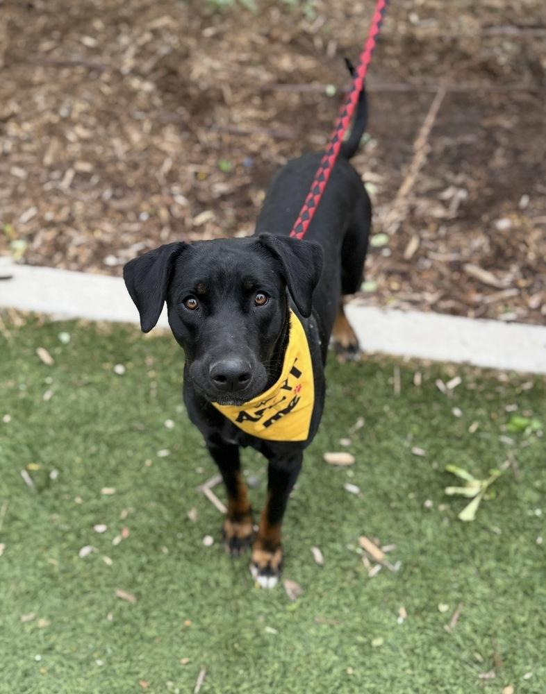 Enlarge Athena, a Adoptable mixed breed in Denver, CO image 2/6