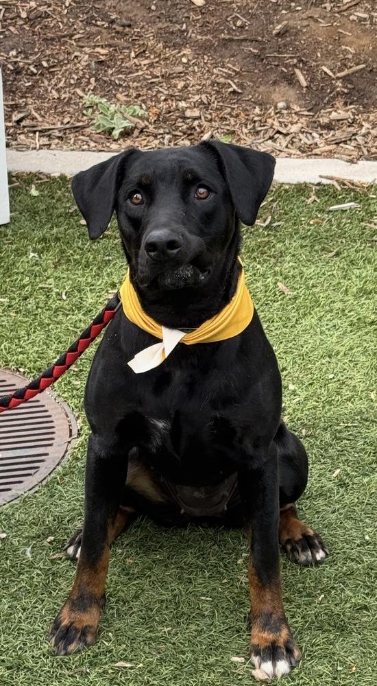 Enlarge Athena, a Adoptable mixed breed in Denver, CO image 3/6