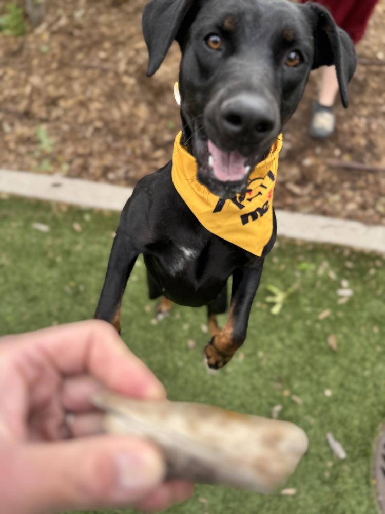 Enlarge Athena, a Adoptable mixed breed in Denver, CO image 4/6