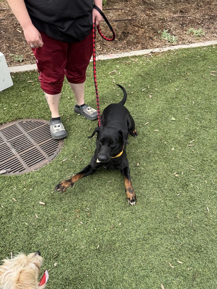 Enlarge Athena, a Adoptable mixed breed in Denver, CO image 6/6