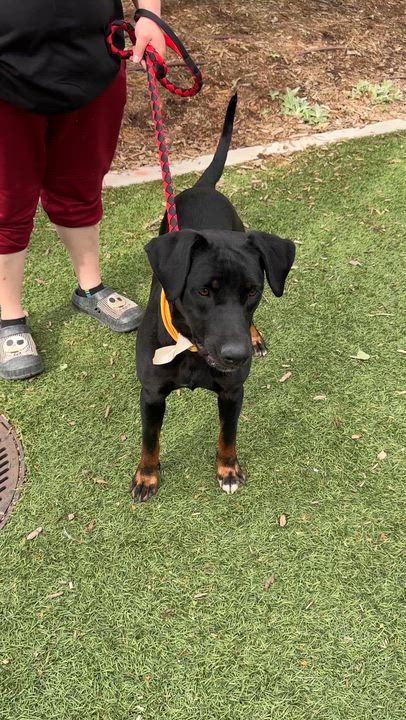 Enlarge Athena, a Adoptable mixed breed in Denver, CO video 6/6