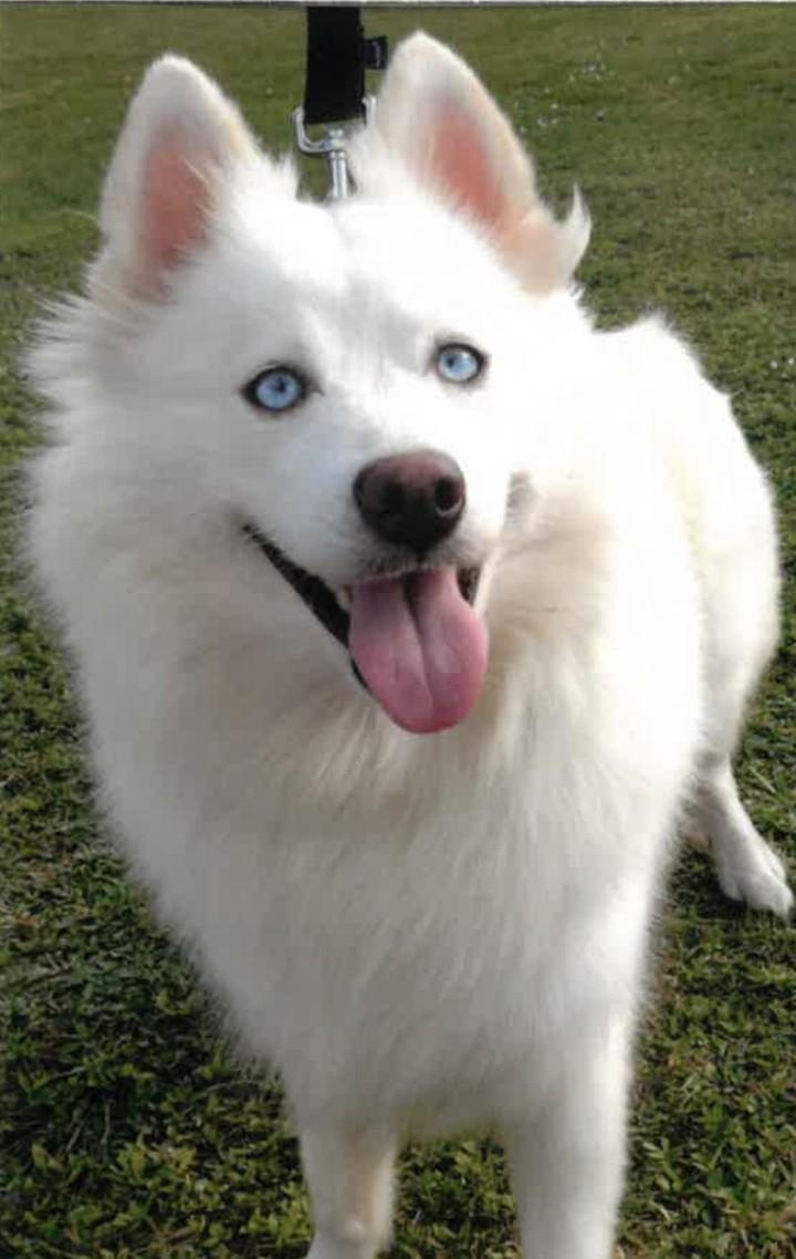 Enlarge FANCY-TRAINED DOG, an adopted Pomsky in Miami, FL image 1/1