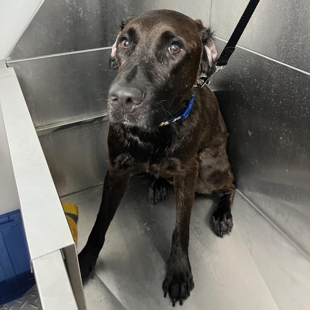 Enlarge Heathcliff, a Adoptable Chocolate Labrador Retriever in La Grange, KY image 1/6