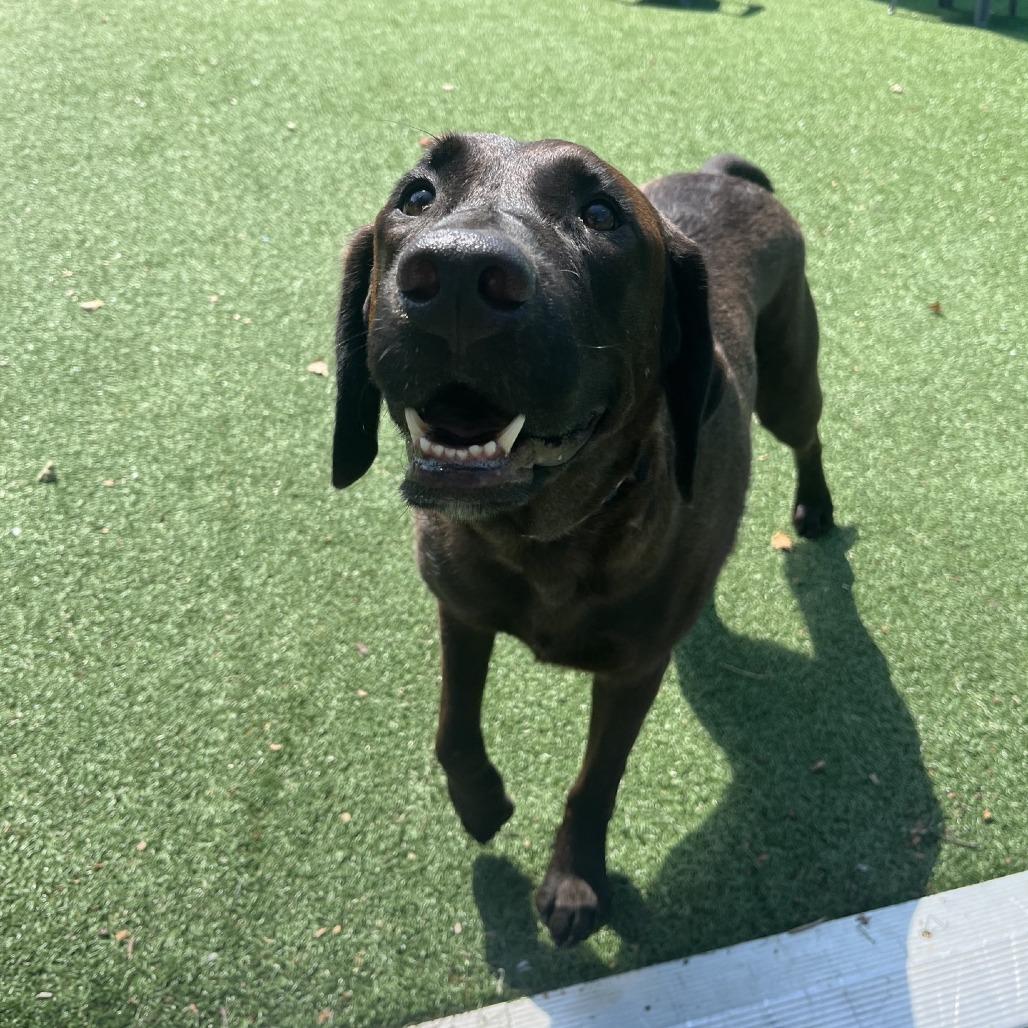 Enlarge Heathcliff, a Adoptable Chocolate Labrador Retriever in La Grange, KY image 2/6