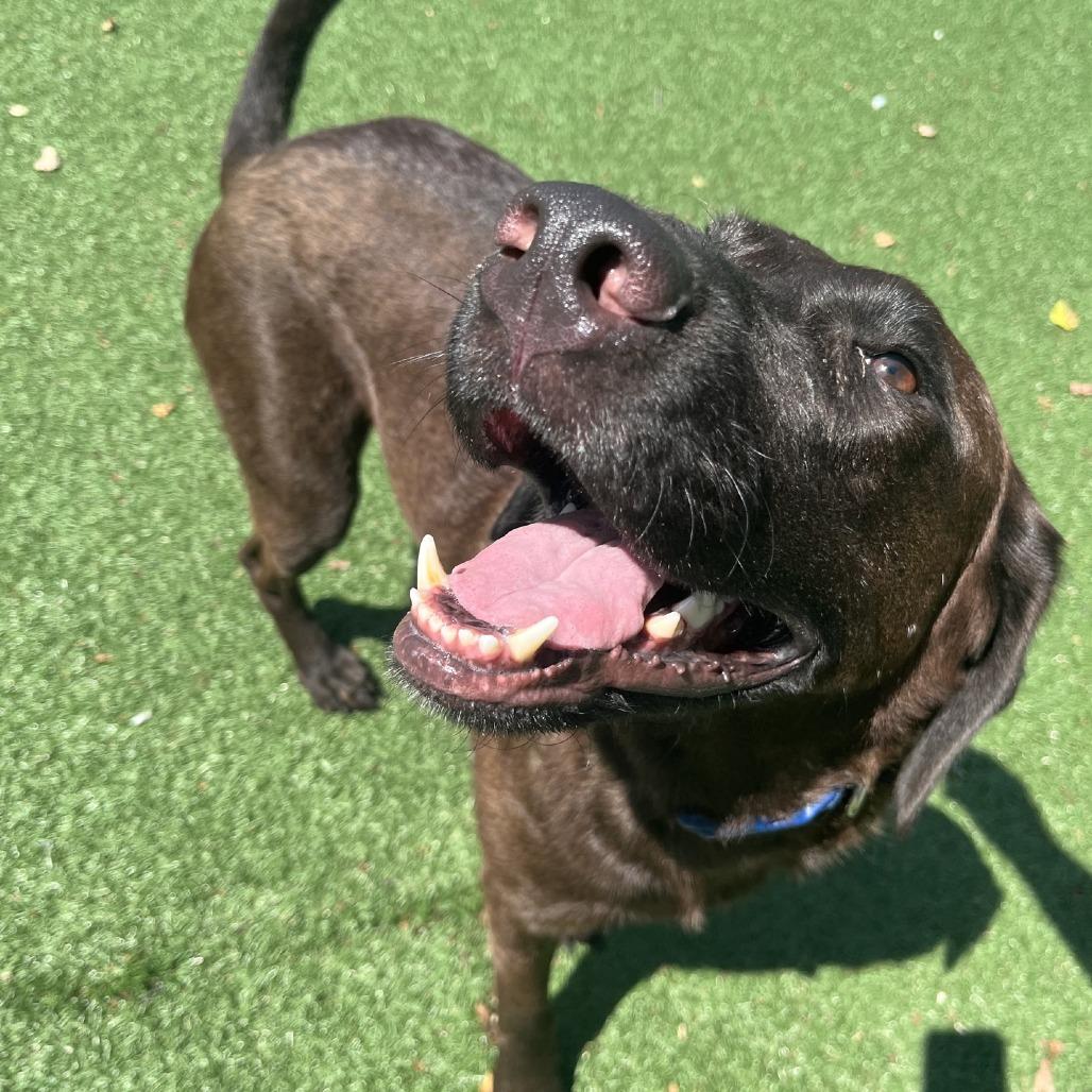 Enlarge Heathcliff, a Adoptable Chocolate Labrador Retriever in La Grange, KY image 3/6
