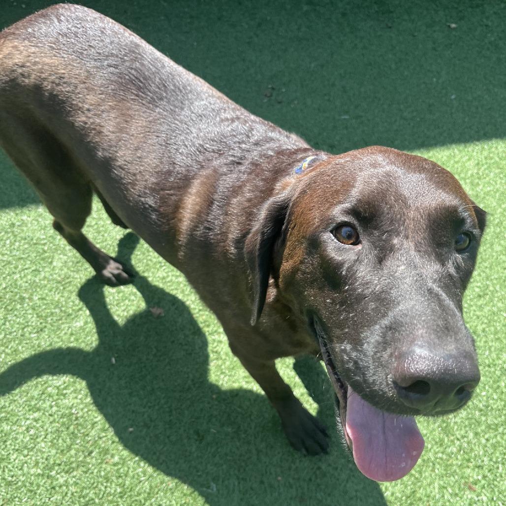 Enlarge Heathcliff, a Adoptable Chocolate Labrador Retriever in La Grange, KY image 4/6