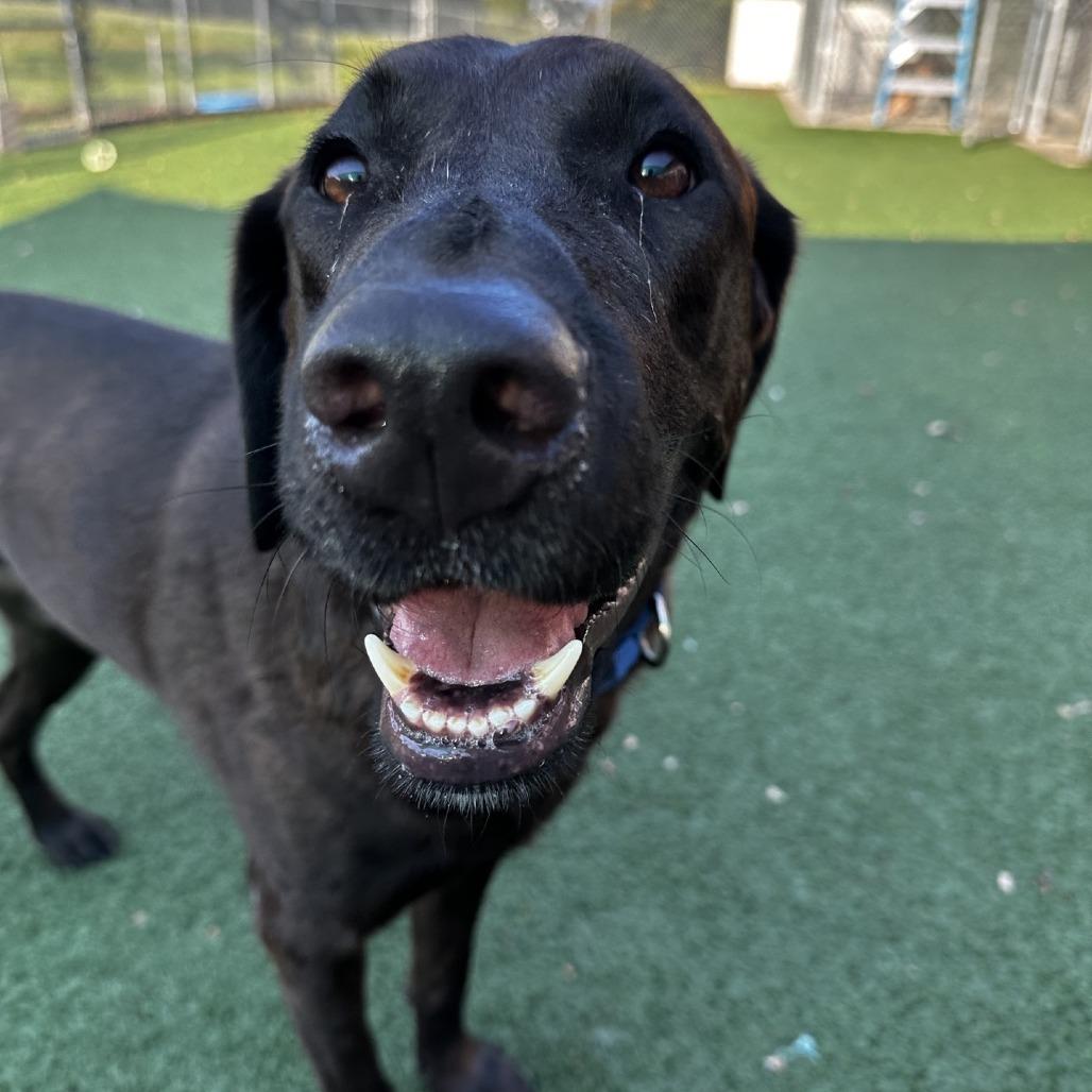 Enlarge Heathcliff, a Adoptable Chocolate Labrador Retriever in La Grange, KY image 5/6