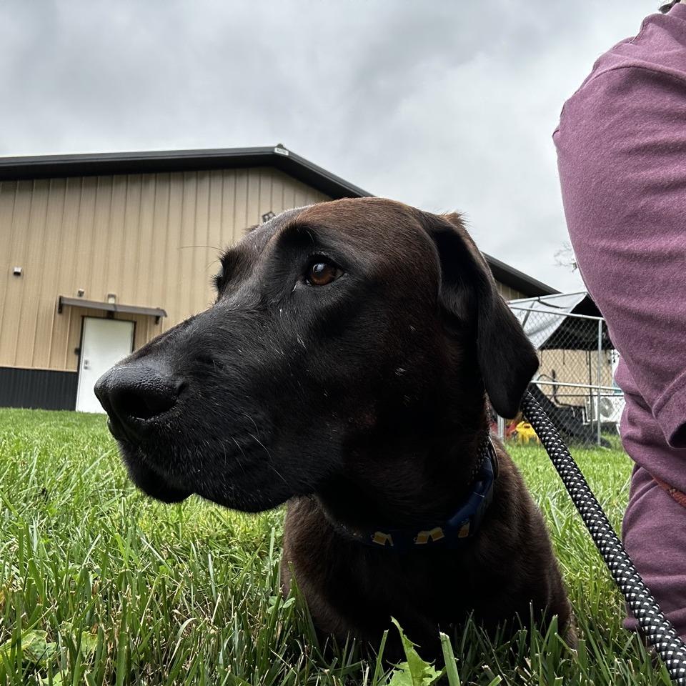 Enlarge Heathcliff, a Adoptable Chocolate Labrador Retriever in La Grange, KY image 6/6