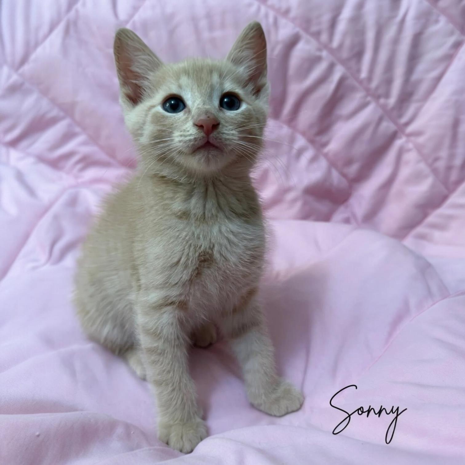 Sonny