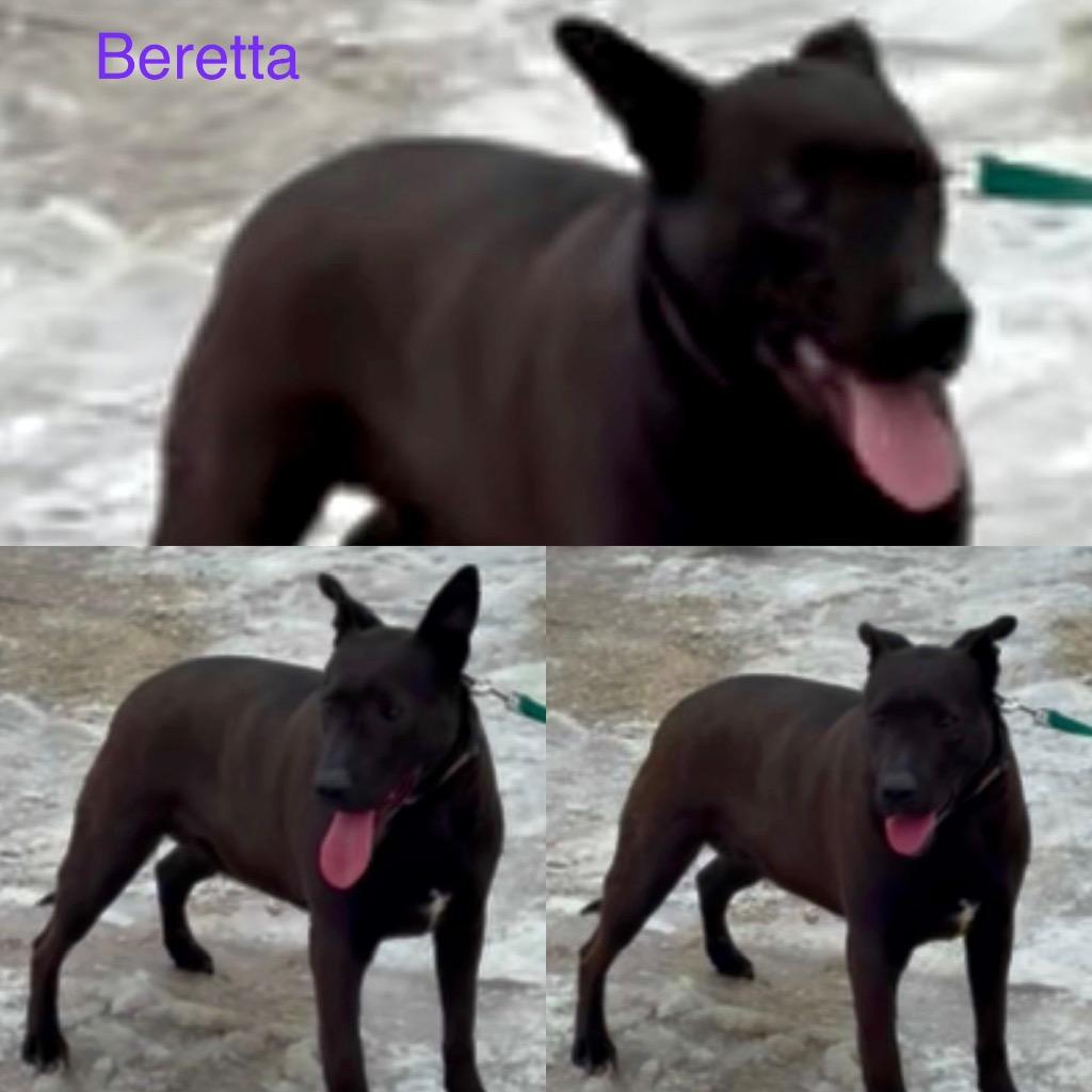 Enlarge Beretta, a Adoptable German Shepherd Dog in White Hall, IL image 1/1