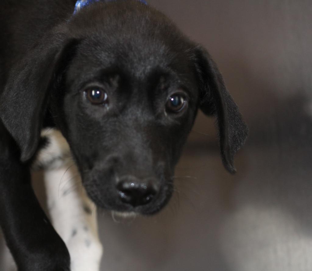 Enlarge Ace, a Adoptable mixed breed in Rockford, IL image 2/2