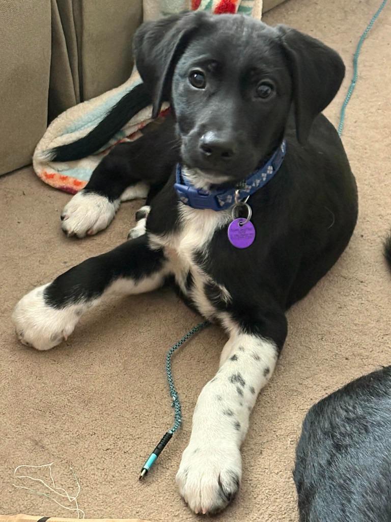 Ace, Adoptable, Puppy Male Hound & Mixed Breed.