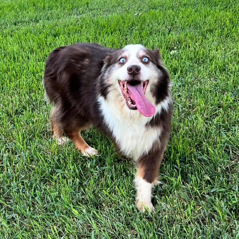 Raven (AWAITING TRANSFER), Adoptable, Adult Female Australian Shepherd & Australian Shepherd.