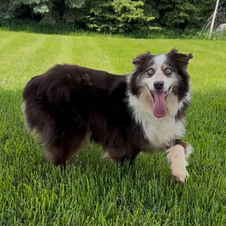 Raven (AWAITING TRANSFER), a Adoptable mixed breed in Ada, MN image 2/3