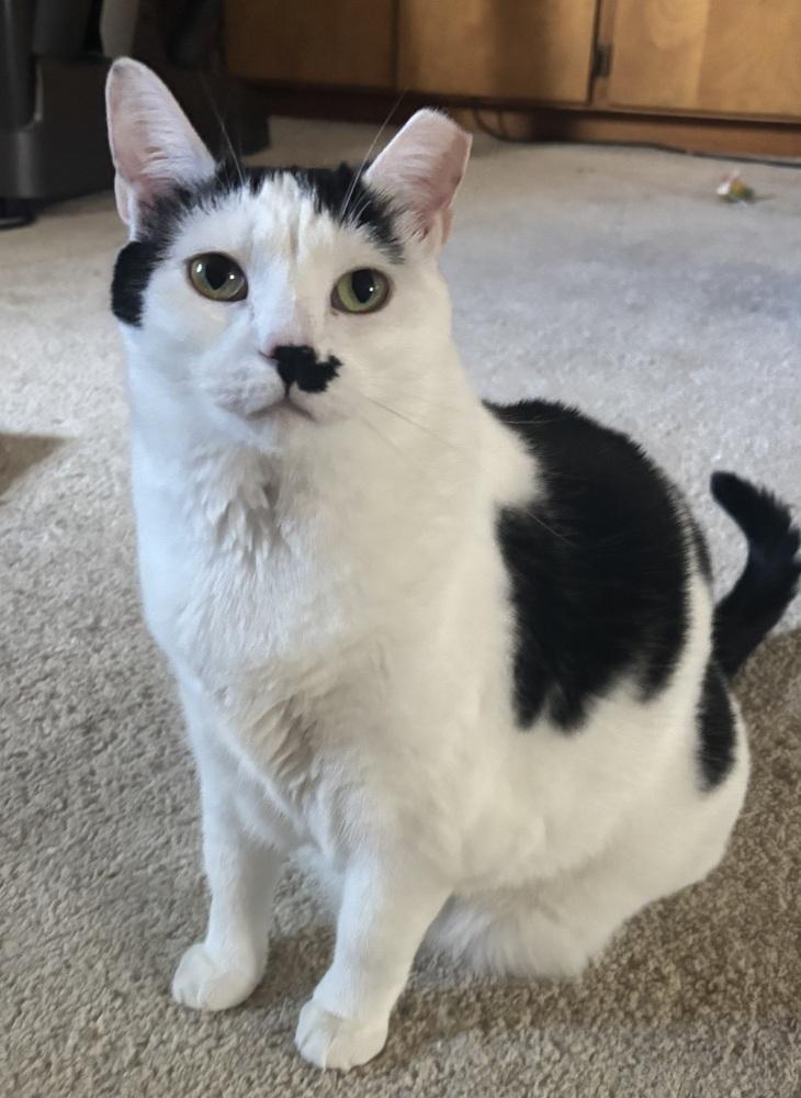 NAMI, Adoptable, Adult Female Domestic Short Hair.