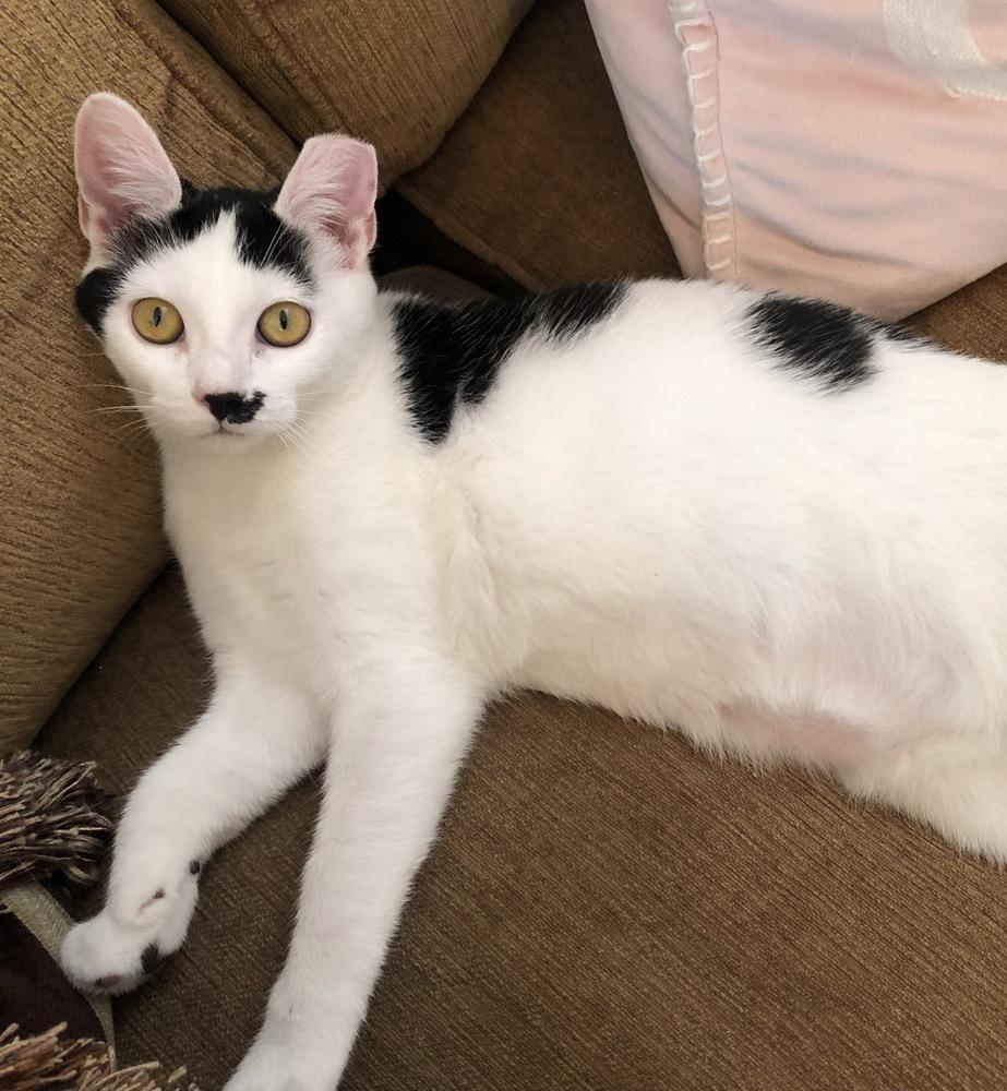 NAMI, a Adoptable Domestic Short Hair in Burlington, NC image 2/6