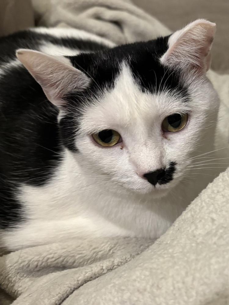 NAMI, a Adoptable Domestic Short Hair in Burlington, NC image 3/6