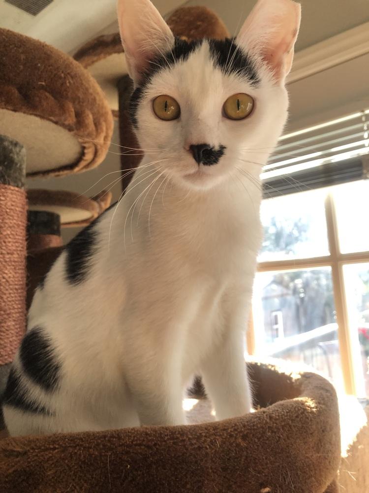 NAMI, a Adoptable Domestic Short Hair in Burlington, NC image 4/6