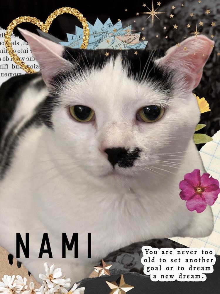 NAMI, a Adoptable Domestic Short Hair in Burlington, NC image 5/6