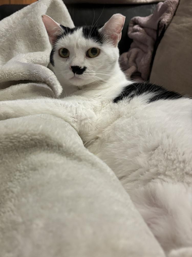 NAMI, a Adoptable Domestic Short Hair in Burlington, NC image 6/6