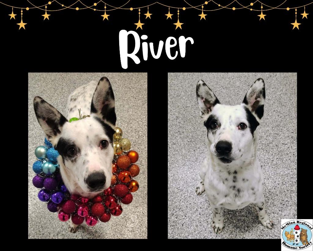 River, Adoptable, Young Male Terrier.