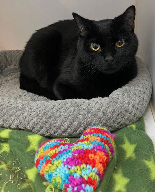 Moony 1 yr old, a Adopted Domestic Short Hair in Sterling, MA image 2/2