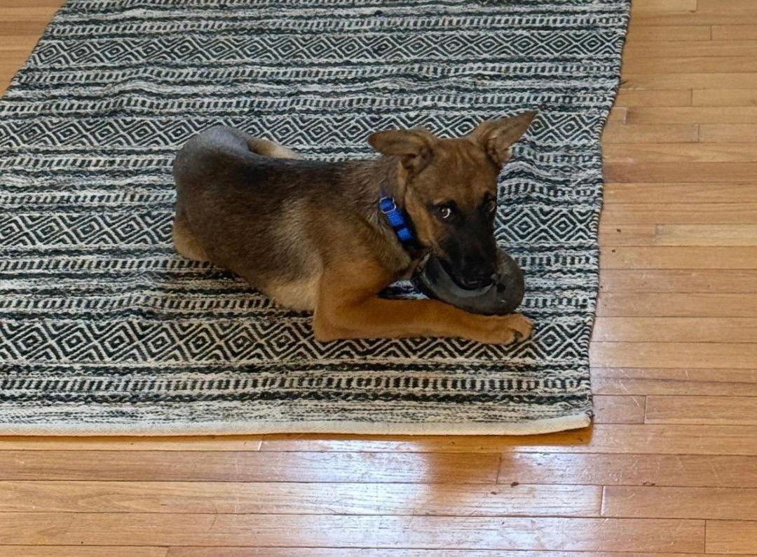 K Koda, Adoptable, Puppy Male Belgian Shepherd / Malinois & German Shepherd Dog.