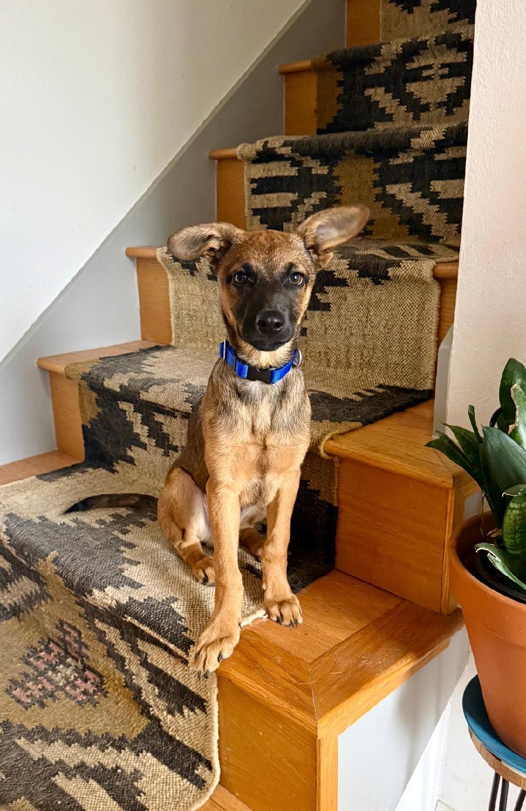 Enlarge K Koda, a Adoptable mixed breed in Lakewood, CO image 3/3