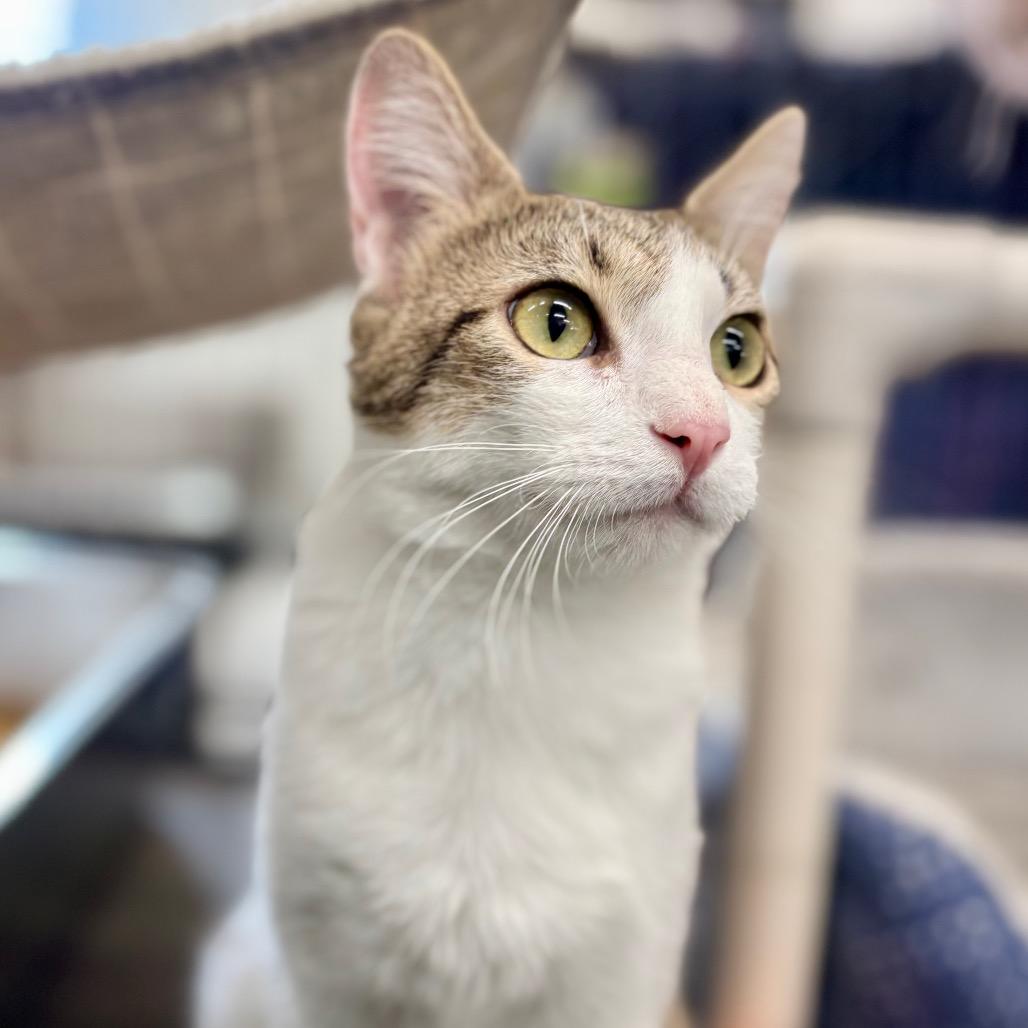 Mimi, adopted, Adult Female Domestic Short Hair.