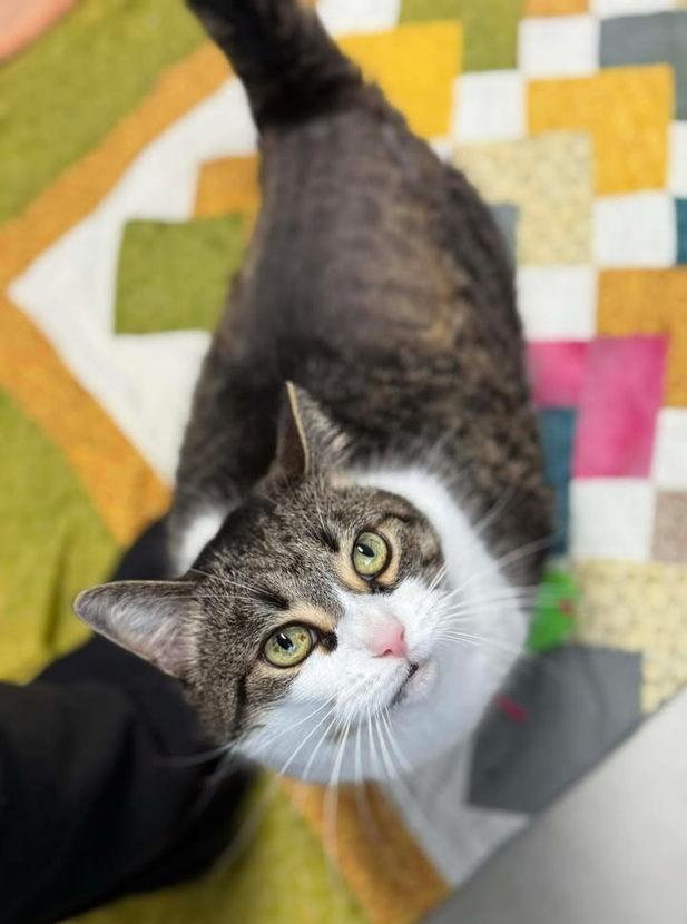 Enlarge Nala, a ADOPTABLE mixed breed in Keswick, ON image 3/3