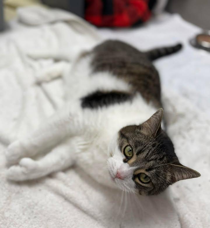 Nala, ADOPTABLE, Senior Female Domestic Short Hair.