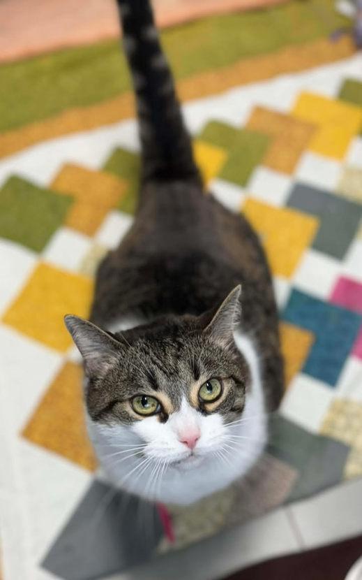 Enlarge Nala, a ADOPTABLE mixed breed in Keswick, ON image 2/3