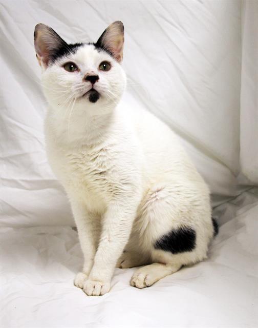 COCONUT, Adoptable, Young Male Domestic Short Hair.