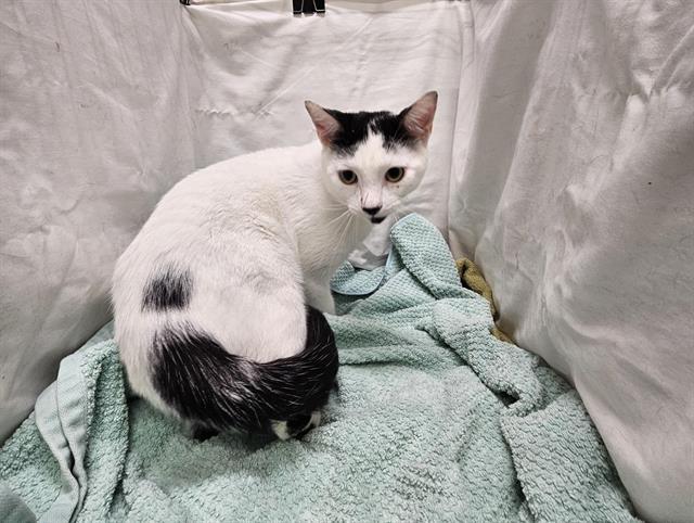 COCONUT, Adoptable, Young Male Domestic Short Hair.