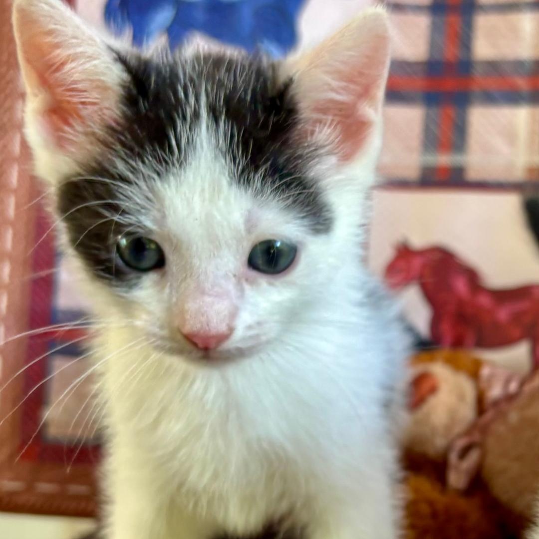 Enlarge Bianca, a Adopted Domestic Short Hair in Gastonia, NC image 2/4