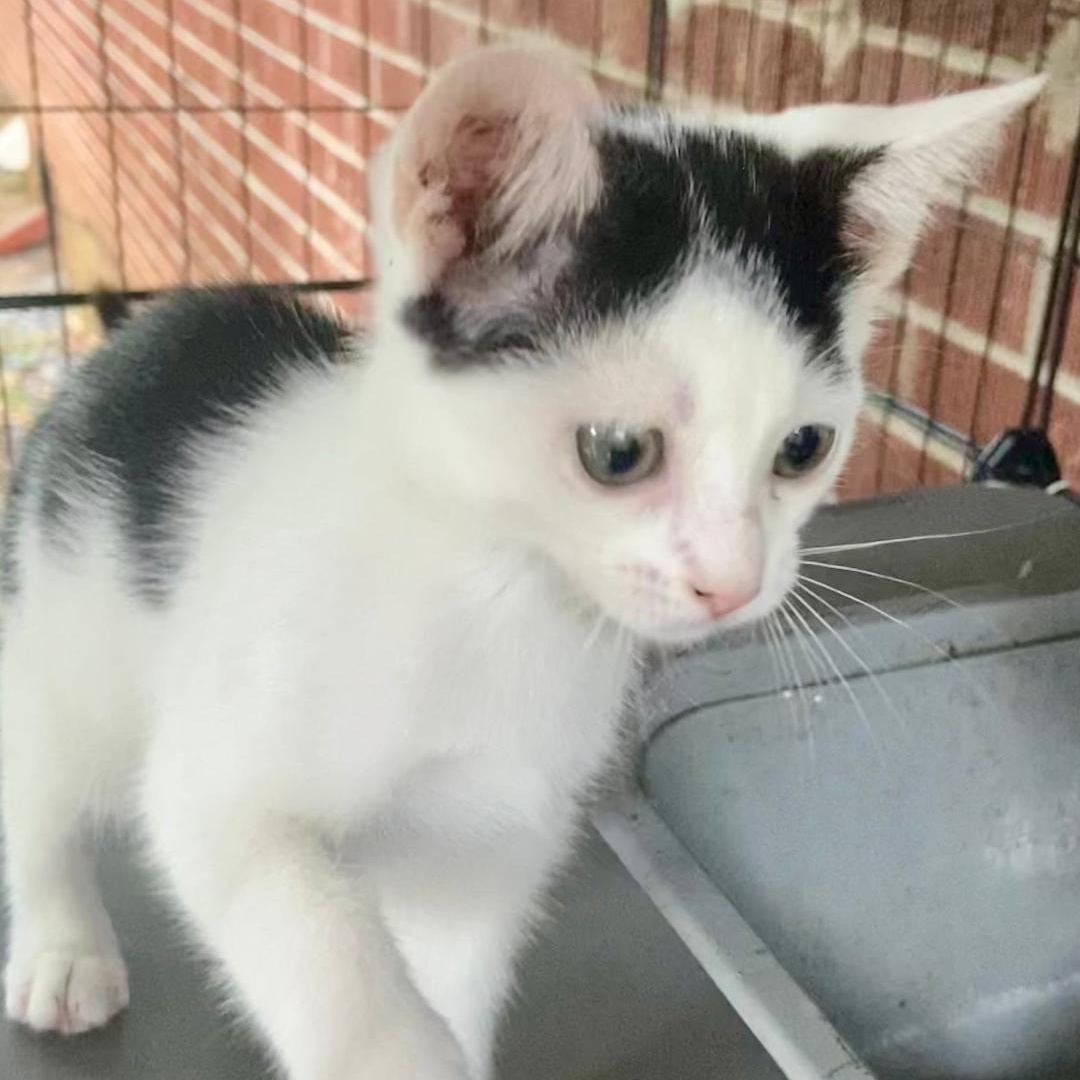 Bianca, Adopted, Kitten Female Domestic Short Hair.