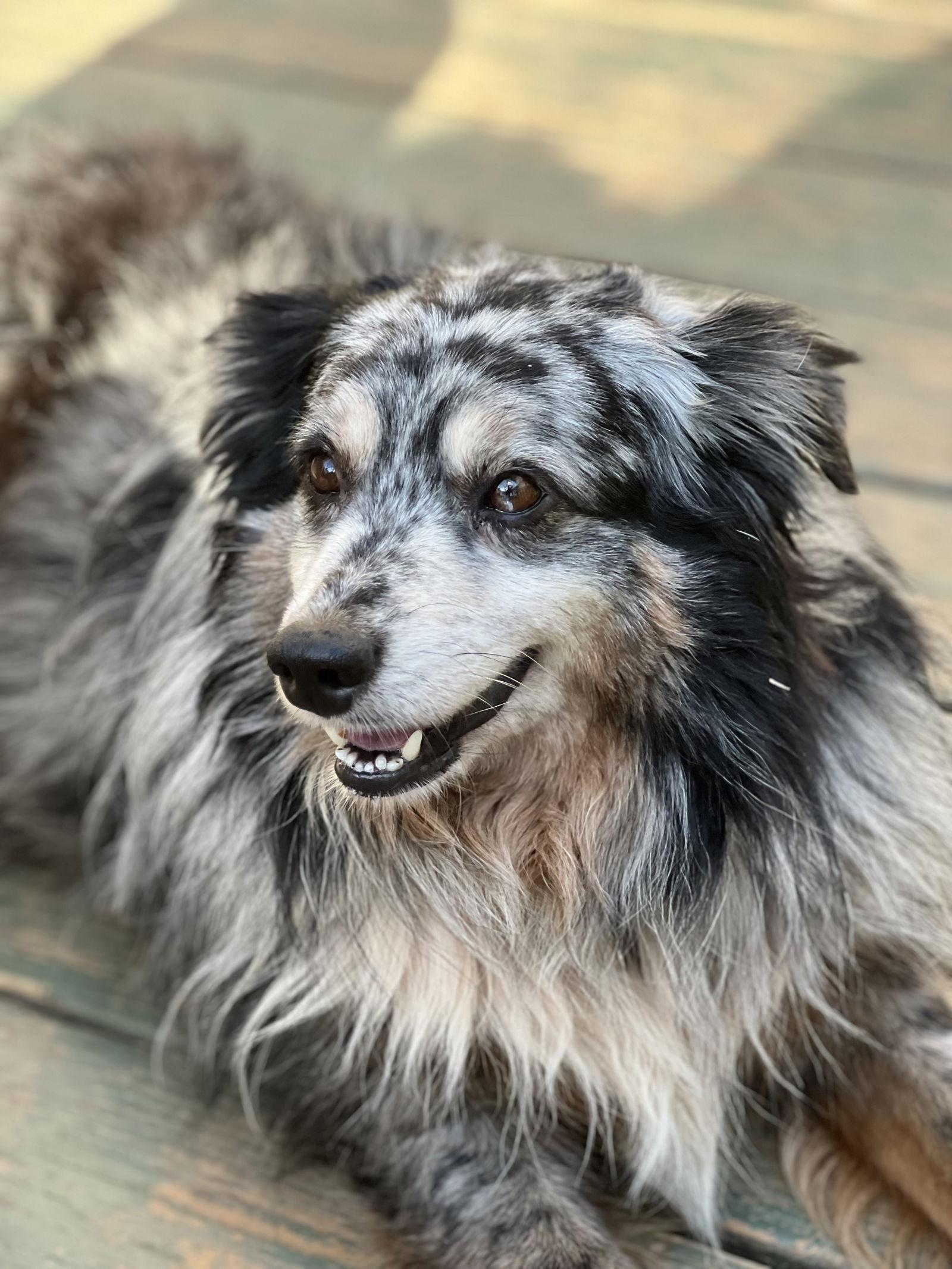 Finn, Adoptable, Adult Male Australian Shepherd.