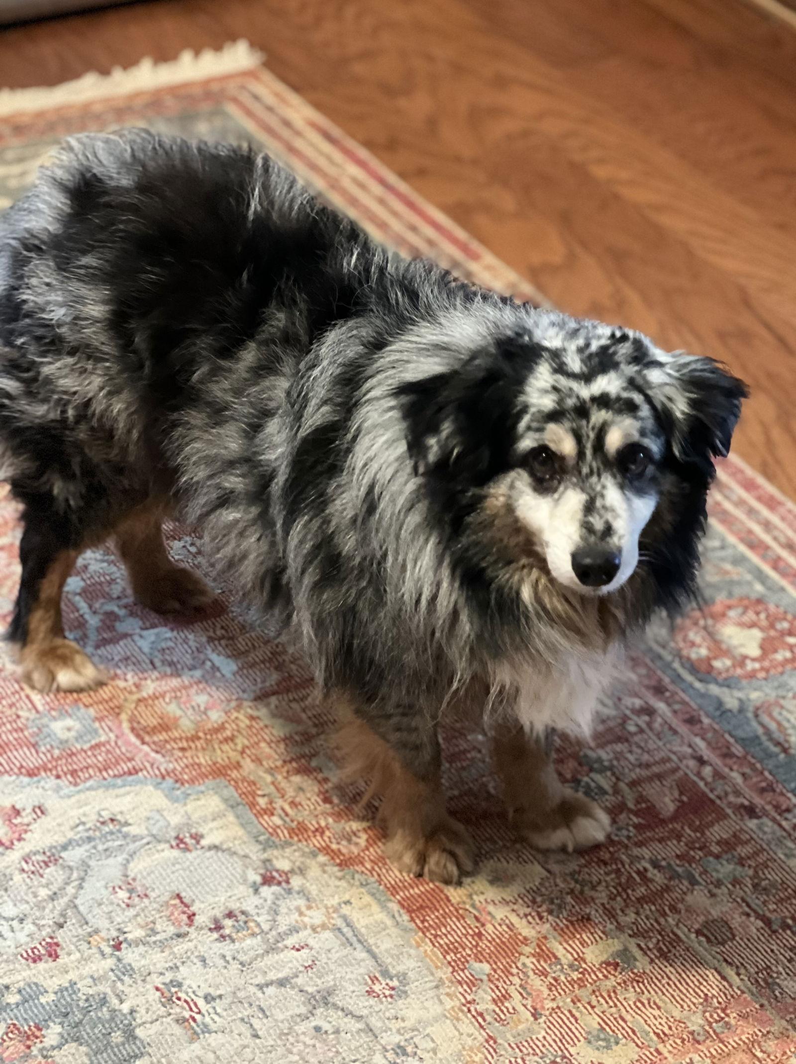 Enlarge Finn, a Adopted Australian Shepherd in Lakemont, GA image 2/3