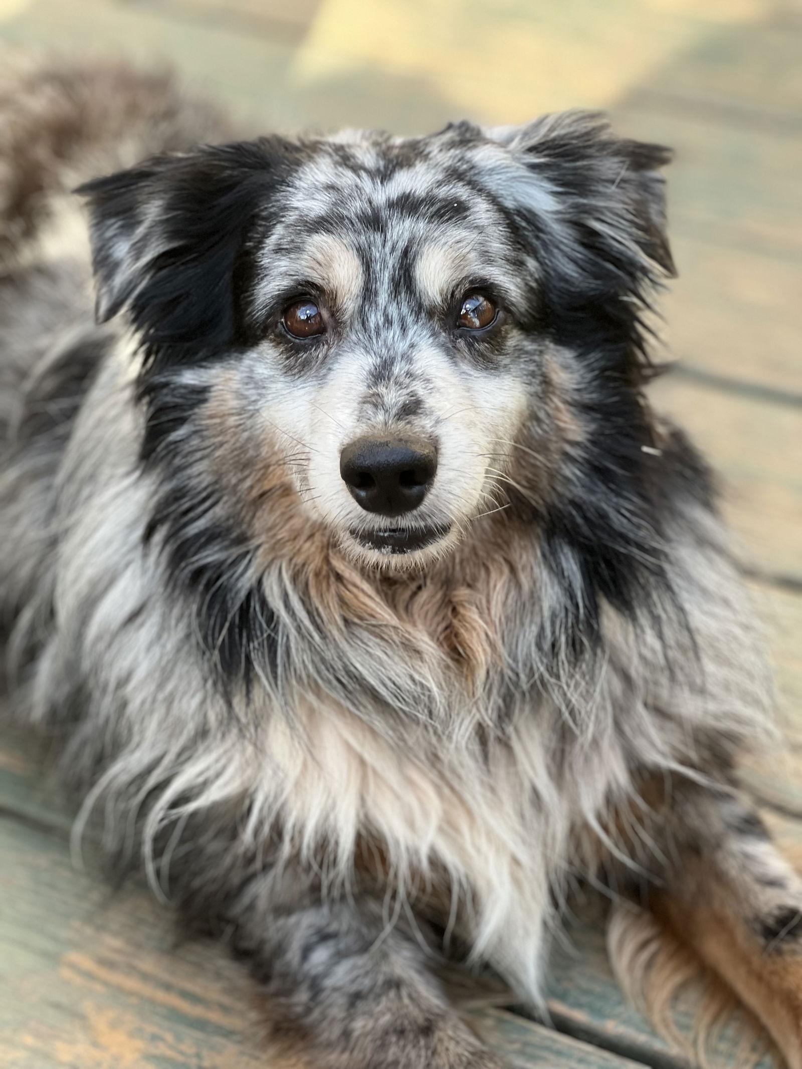 Enlarge Finn, a Adopted Australian Shepherd in Lakemont, GA image 3/3