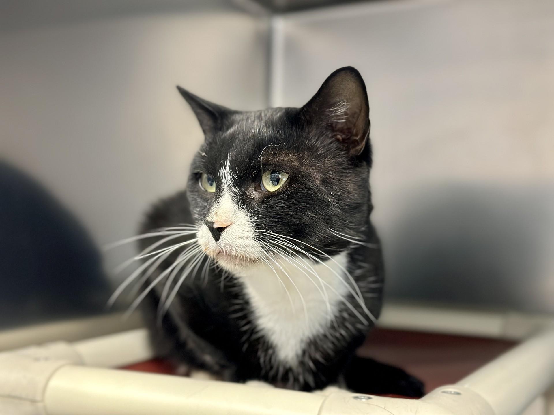 Enlarge Bocephus, a Adoptable Domestic Short Hair in Manahawkin, NJ image 1/1