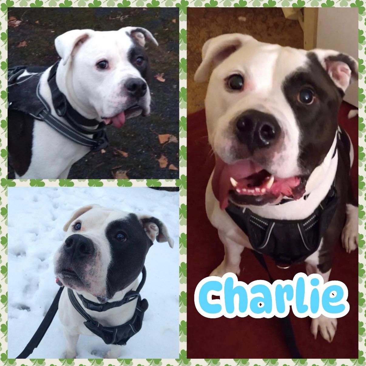 Charlie, ADOPTABLE, Adult Male Pit Bull Terrier.